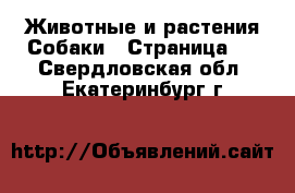 Животные и растения Собаки - Страница 6 . Свердловская обл.,Екатеринбург г.